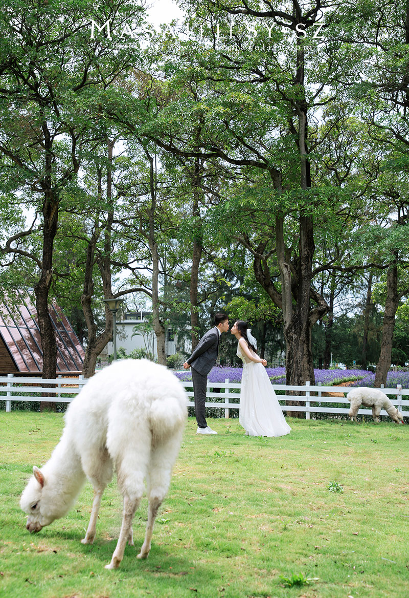 林先生&李小姐夫妇深圳牧场羊驼北欧教堂婚纱照
